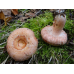 Мицелий Волнушки розовой / Волжанка (Lactarius torminosus)